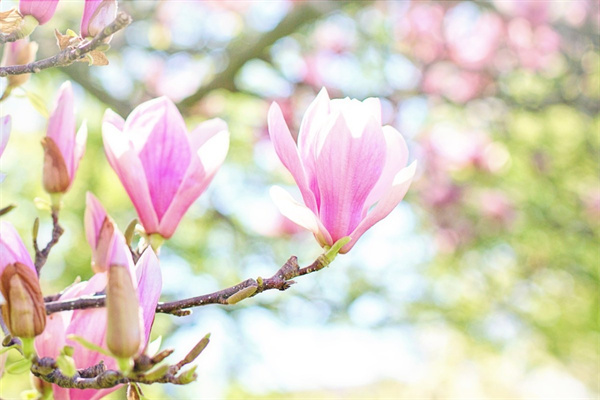 北京同城鮮花速遞網(wǎng)官網(wǎng)鮮花預(yù)定(鮮花同城配送app)
