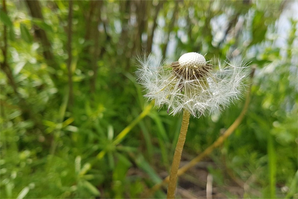 夏天蘭花室內(nèi)養(yǎng)好還是室外養(yǎng)好(夏天養(yǎng)蘭花真的太難了)