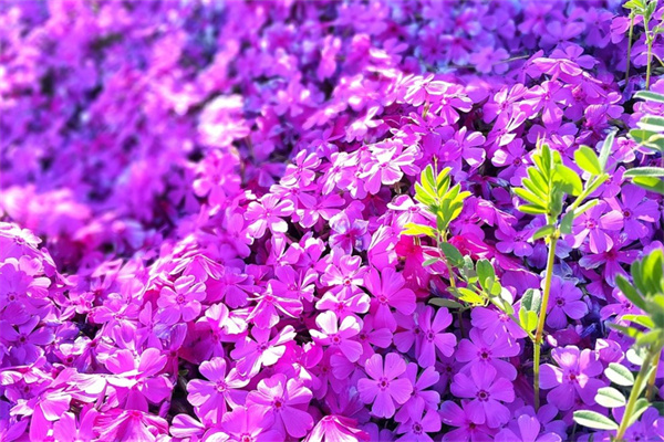 什么花代表重生和希望(哪種花語是重生)