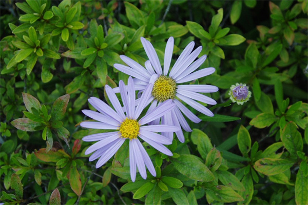 9月還可以種太陽花嗎(九月可以種太陽花嗎)