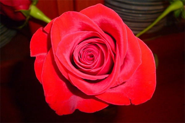 普通朋友過生日應(yīng)該送什么花(朋友過生日應(yīng)該送什么樣的花)