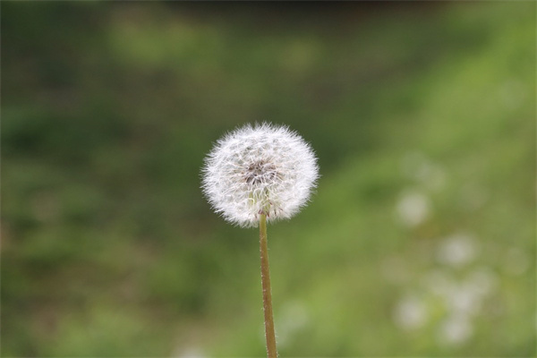 探望病人送的是什么花(探望病人送的是什么花朵)