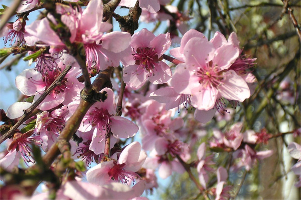 玫瑰花怎么放(玫瑰花怎么放水里養(yǎng)才不會(huì)枯萎)