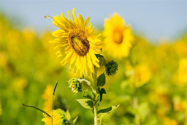 佛手什么時候開花(佛手盆栽幾月開花)