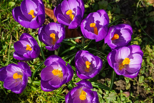 長輩生日鮮花送什么花(長輩過生日送花送哪一種)