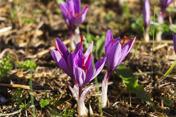 白花草是什么樣子的(白花草有幾種圖案)