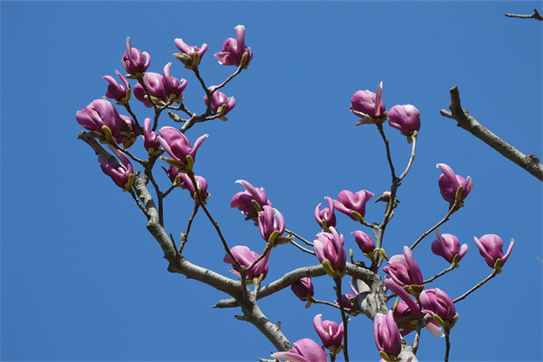 玫瑰花送花(玫瑰花送花第一句話怎么說的)