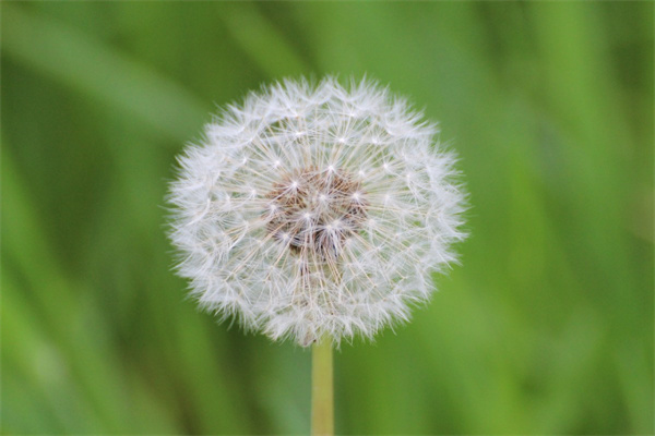 送花17朵代表什么意思(送17朵玫瑰花是什么意思)