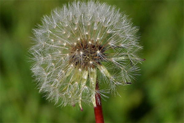 朋友搬新家送什么花好(朋友搬家送什么花好呢)