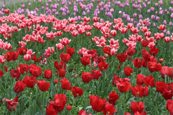 鮮花各種花語(鮮花各種花語圖片)