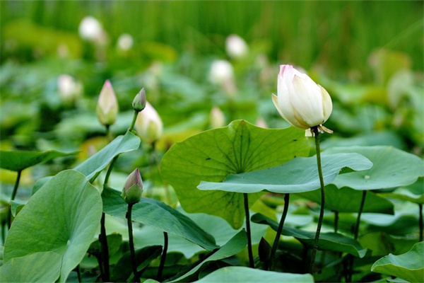 朋友之前送什么花(朋友間送啥花)