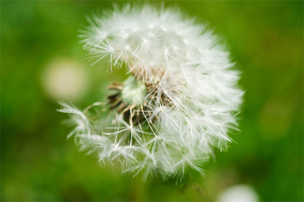 給姐姐送花送什么花好(給姐姐送花送什么花好看)