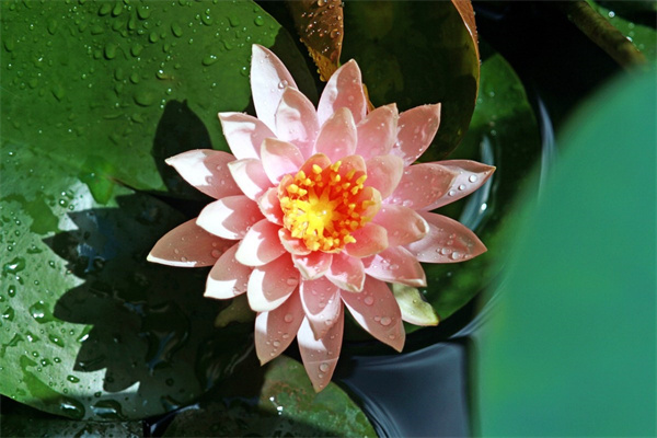 銅錢草水培怎么過冬(銅錢草水培冬天怎么養)