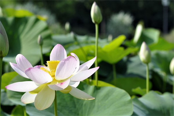 養鮮花可以放花多多嗎(花多多可以放魚缸嗎)