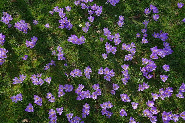 鮮花大全及花語(50種常見鮮花的花語大全)