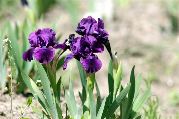 庭院花籬笆種哪些植物好(庭院綠化籬笆)