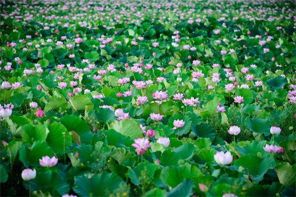 送花可以送花籃嗎(送人花籃好還是花束好)