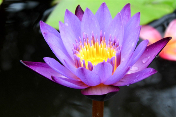 花土種菜能吃嗎(種花的土種菜能吃嗎)