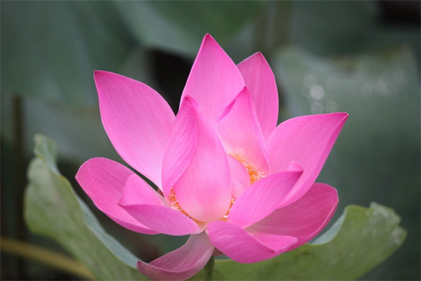 多肉植物仙人指(多肉植物仙人掌科)