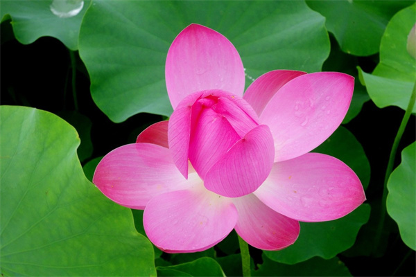 表示感恩送什么花(表達(dá)感恩送什么花好)