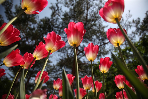 適合室內養殖的開花花卉(室內適合養什么開花的花花香四溢)
