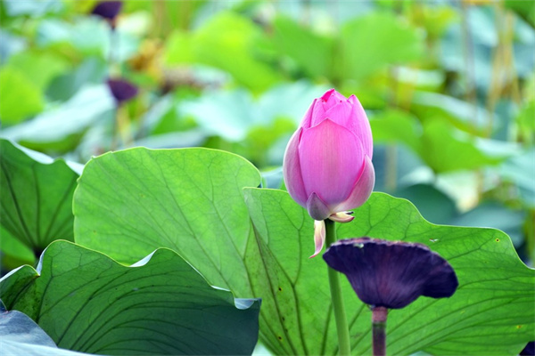 北方庭院種植10種常見花卉(北方庭院花卉種植品種)