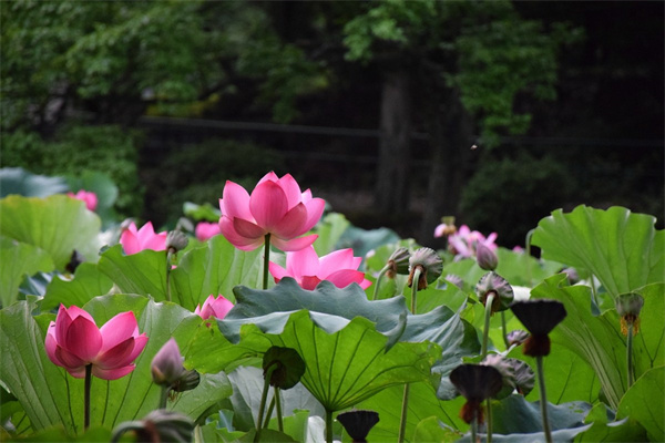 玫瑰花盆栽(玫瑰花盆栽好養活嗎)