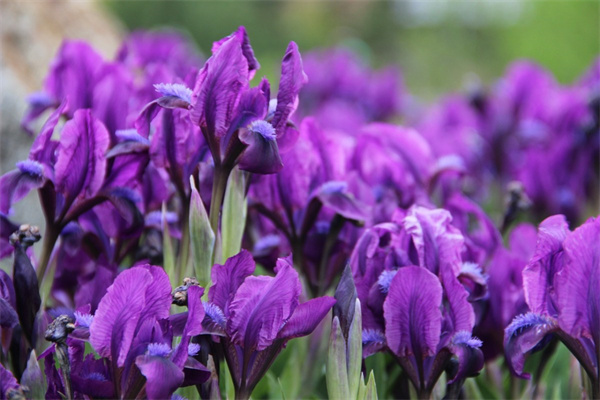 生孩子送花送什么花好(生孩子送啥花好)
