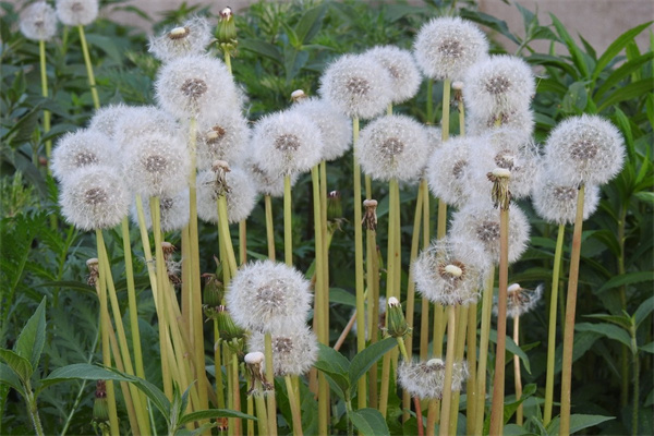 第一次送花給女朋友怎么說(第一次送花給女朋友寫什么祝福語)