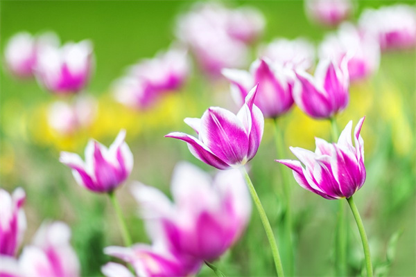 秋播草花品種大全(秋播牧草品種)