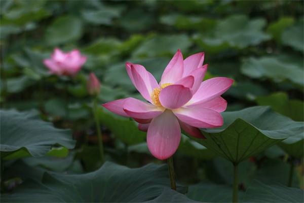 家養(yǎng)盆栽花排名(家養(yǎng)盆花品種)