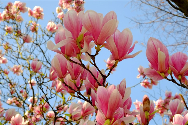 給女生送花她會開心嗎(送女孩子花會高興么)