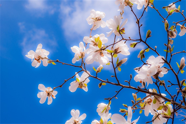 年宵花牡丹(年宵花牡丹地栽可以開花嗎)
