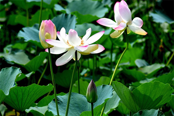 樓上室內(nèi)適合養(yǎng)什么花(樓上室內(nèi)適合養(yǎng)什么花好)