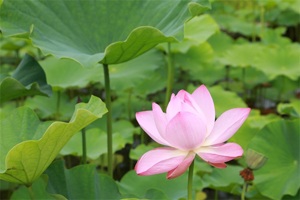 小多肉一次澆多少水(多肉植物一次澆水多少)