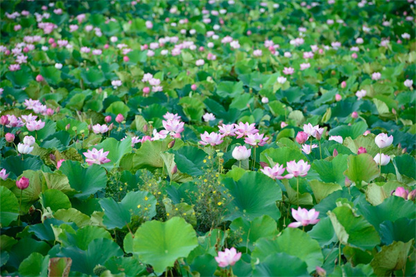 冬季種那些花(冬季種啥花好)