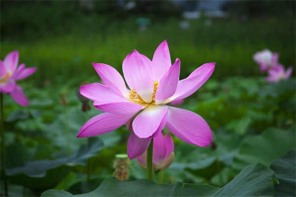 道歉送什么玫瑰花(道歉送什么玫瑰花束)