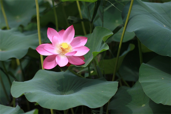 畢業了送什么花(朋友畢業了送什么花)