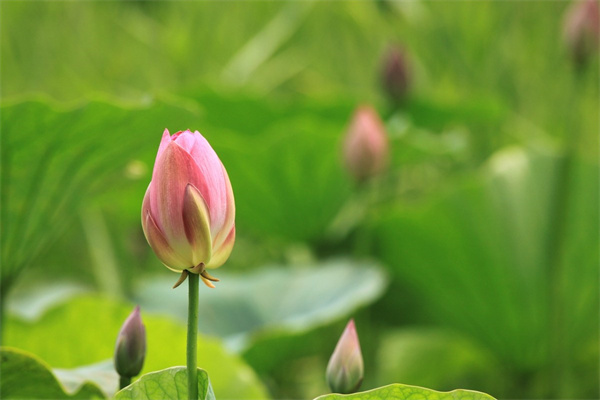 玫瑰秋天怎么養(yǎng)(玫瑰秋季怎么修剪)