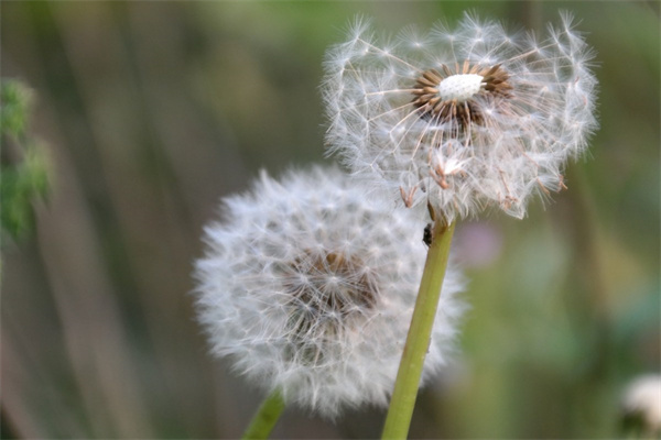 花盆高種什么花(花盆高種什么花最好)