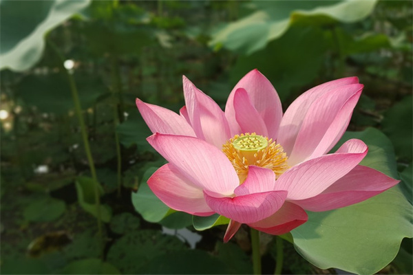 老師感謝學生送花的句子(感謝學生送花的句子適合發朋友圈)