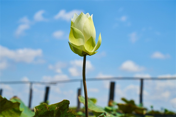 北京鮮花外送(北京鮮花配送哪個平臺好)