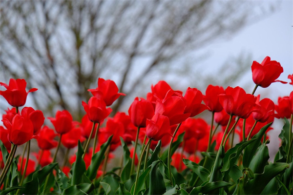 家里比較好養(yǎng)的花(家里比較好養(yǎng)的花有哪幾種)