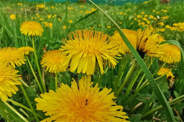 多肉植物的養(yǎng)殖方法和注意事項有哪些(多肉植物的養(yǎng)殖方法和注意事項有哪些雙色球)