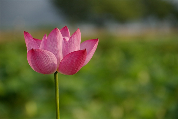 玫瑰花苗怎么種植(玫瑰花苗怎么種植花朵多)