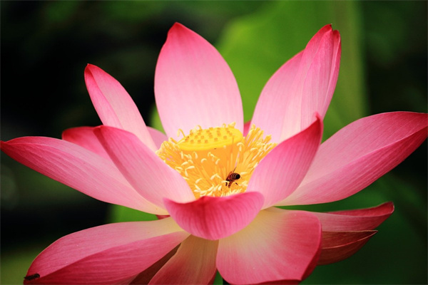 農村庭院種什么花(農村庭院種什么花風水好又旺財)