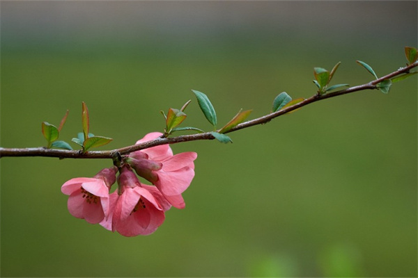 搬家送鮮花的寓意(搬家送鮮花的寓意是什么)