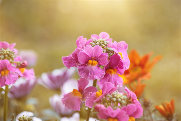大面積玫瑰花種植方法(大玫瑰花怎么養)