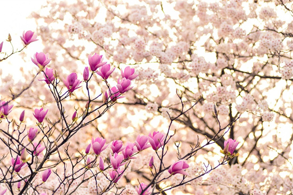 送老妹送什么花(送老妹送什么花合適)