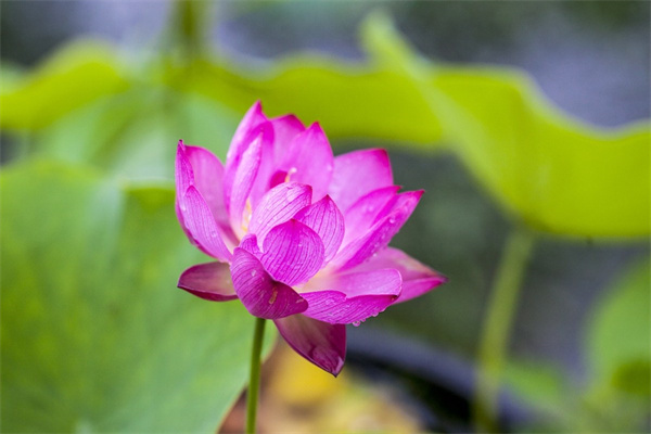 安岳鮮花(安岳縣鮮花配送)